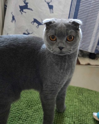 Aslan (nur mit Minos)