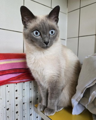 Ayla
