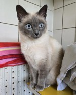 Ayla Ayla