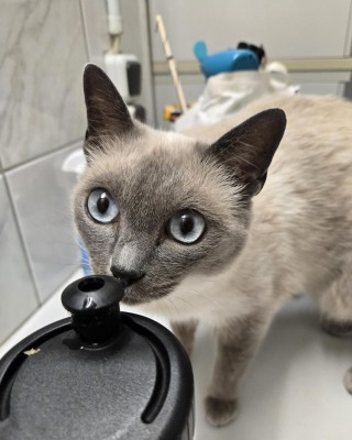 Ayla