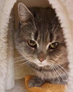 Baku (nur mit Takumi) Baku (nur mit Takumi)