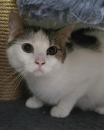 Balou (mit Minka) Balou (mit Minka)