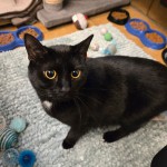 Bella (nur mit Lana)