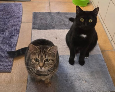 Lana (nur mit Bella)