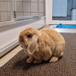Benji Benji
