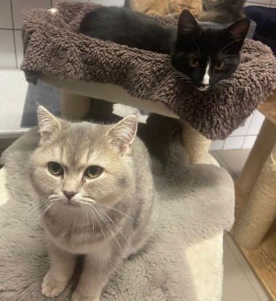 Benny (nur mit Babs und Ben)