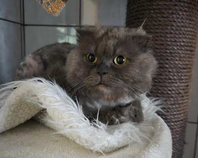 Bernard
