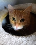 Bibi