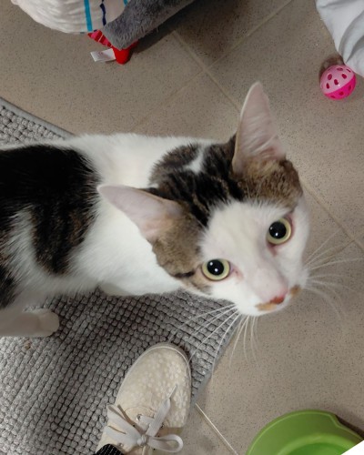 Cat (nur mit Creamy)