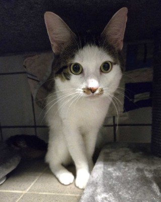 Cat (nur mit Creamy)