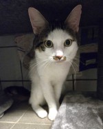 Cat (nur mit Creamy) Cat (nur mit Creamy)