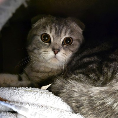 Chicco (nur mit Mizza)