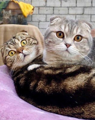 Mizza (nur mit Chicco)