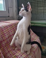 Coco (nur mit Tora)