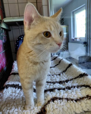 Creamy (nur mit Cat)