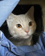 Creamy (nur mit Cat) Creamy (nur mit Cat)