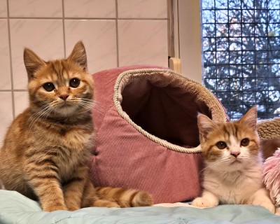 Dunya, Dilek und Deniz