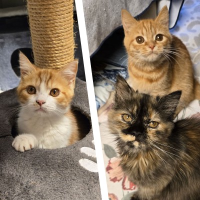 Dunya, Dilek und Deniz