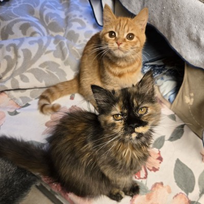 Dunya, Dilek und Deniz