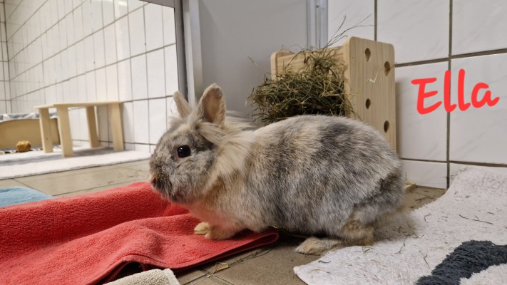 Ella (chronischer Schnupfer)