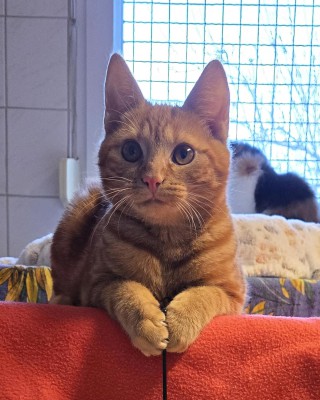 Garfield (nur mit Tiger )