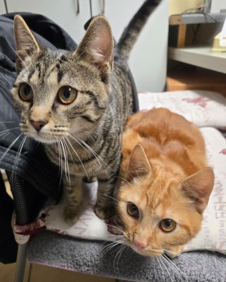 Garfield (nur mit Tiger )