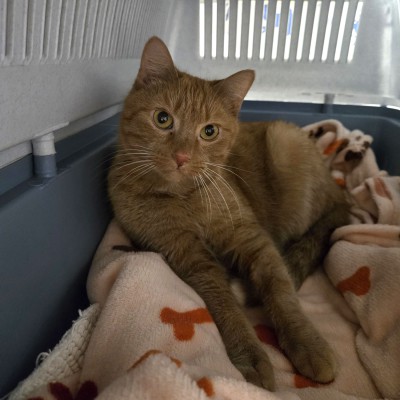 Josie (nur mit Muffin/Mäuschen)