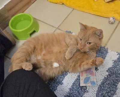 Josie (nur mit Muffin/Mäuschen)