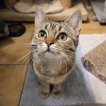 Kabira (nur mit Kalevi und Kaleo)