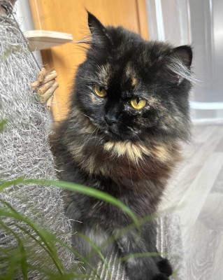 Kaida