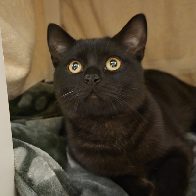 Kaleo (nur mit Kabira und Kalevi)