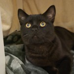 Kaleo (nur mit Kabira und Kalevi)