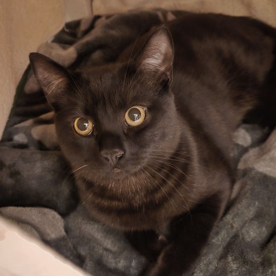 Kaleo (nur mit Kabira und Kalevi)