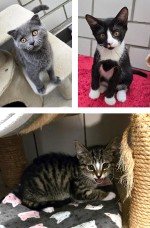 Kitten/Jungkatzen Kitten/Jungkatzen