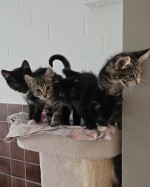Kitten/Jungkatzen Kitten/Jungkatzen