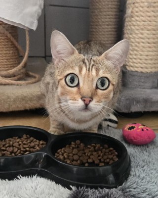 Kitty