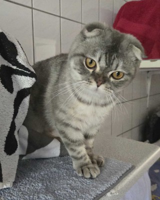 Leo