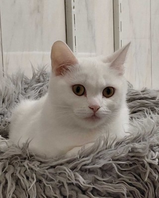 Lilou