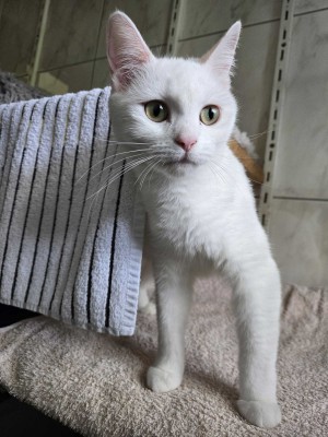 Lilou