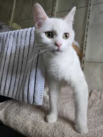Lilou Lilou