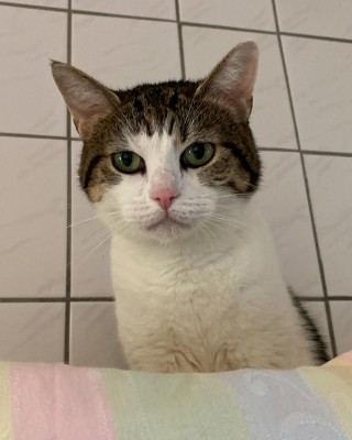 Lulu
