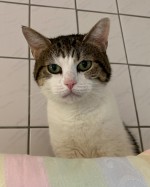 Lulu Lulu