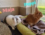 Maja und Peppi Maja und Peppi