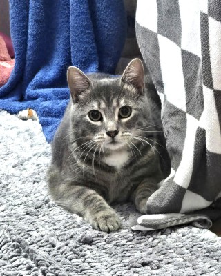 Milo