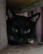 Mimisch (nur mit Minos) Mimisch (nur mit Minos)