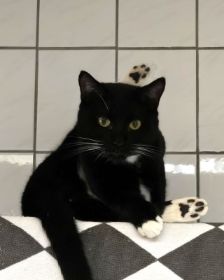 Mimisch (nur mit Minos)