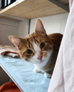 Minos (nur mit Aslan)