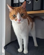 Miro Miro