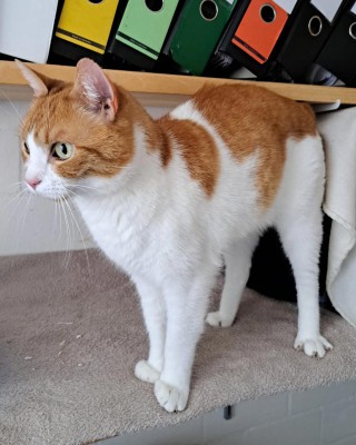 Miro