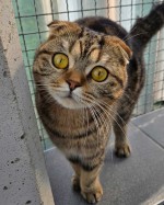 Mizza (nur mit Chicco)